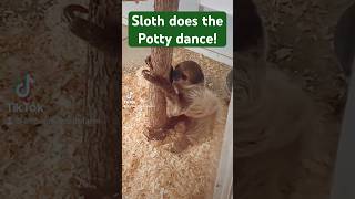 Our sloth does the potty dance [upl. by Retrop198]