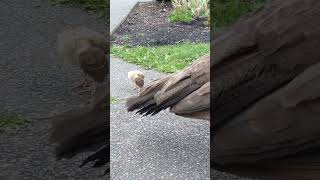 A peahen and her chick 🦚 peahen peachick peafowl babybirds [upl. by Myrah105]