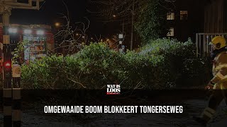 OMGEWAAIDE BOOM BLOKKEERT TONGERSEWEG [upl. by Pavia274]