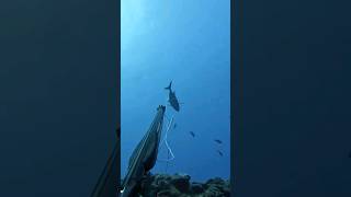 Perfect Spearfishing Shot spearfishing fishing [upl. by Ribak]