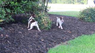 4 week old Braque Francais puppies 2 [upl. by Francklin550]