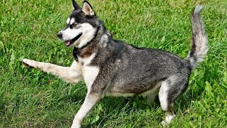 Are Alaskan Malamutes Good Livestock Guardians [upl. by Essirehs]