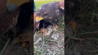 Bird Falcon Eating bird birds eagles hawk falcon shorts wildlife animals hunting attack [upl. by Dranrev]