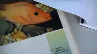 The Midas Cichlid Evolutionary History of a Species Pt 2 [upl. by Awe]