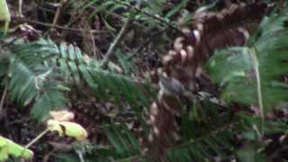 Lucys Warbler in Pt Reyes California Dec 2012 [upl. by Sadie]