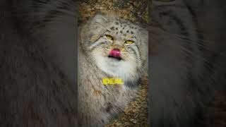 The Worlds Grumpiest Cat Discover the Pallas’s Cat’s Struggle for Survival shorts cat [upl. by Sall]