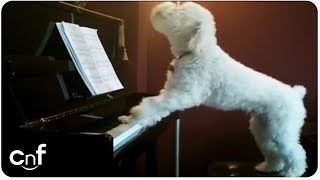 Dog Plays Piano and Sings [upl. by Irehs]