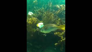 Yellowtail Parrotfish on Coral Reef parrotfish coralreef underwater [upl. by Moitoso]