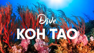 Koh Tao Thailand  Great Diving Fun Lifestyle Activities Galore [upl. by Lunn]