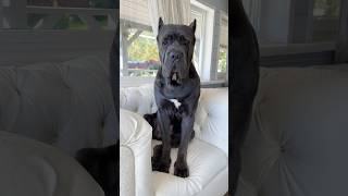 Не царское это дело  на заборы гавкать 🤣 канекорсо canecorso canecorsolove собака mastiff [upl. by Ailesor]