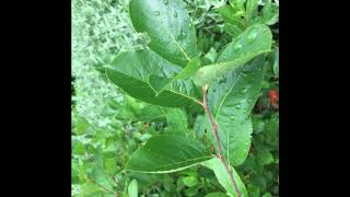 Aronia arbutifolia  Red Chokeberry [upl. by Nimaynib]