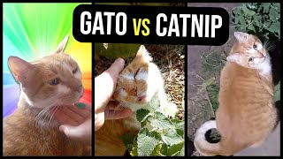 Gato vs Catnip Nepeta Cataria Shorts [upl. by Inalaehak]