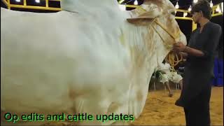 Afridi Cattle Farm Best Collection of 2024 cow [upl. by Ttelracs]