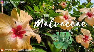 Malvaceae Family  Malayalam  Practical Class Of Taxonomy [upl. by Ayoted703]