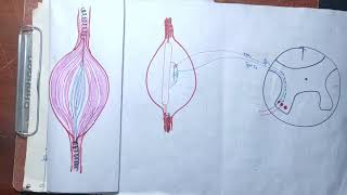 guyton chapter 55 part 5 Golgi tendon organgolgi tendon reflexe gold tendon organ in Hindimbbs [upl. by Crudden]