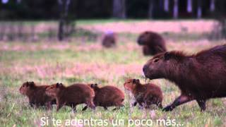 Cancion del Ibera [upl. by Norred]