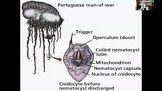 Lecture 11 An Introduction to Animal Diversity Acoelomates and Protostomes Part 2 [upl. by Katherin]