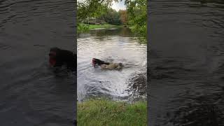 Nellie got the frisbee 2 xs today swimmingdogs doglover dog neighborsue dogsofyoutube [upl. by Emmerie]