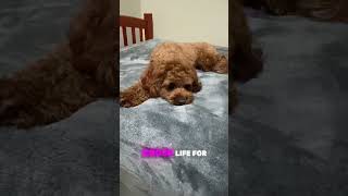 It’s a hard life viral cavapoo puppy dogbreed funny cavapooworld cavapoodog cavapoochon [upl. by Eirotal27]