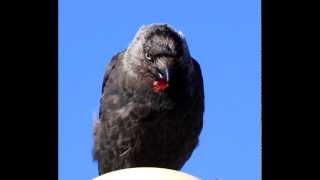 Jackdaw sound effect [upl. by Kciredes]