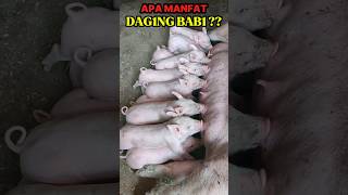 DAGING BABI MEMPUNYAI MANFAAT  pig ternakbabi [upl. by Maressa388]