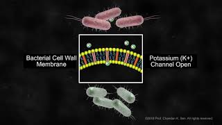 Wound Biofilm Formation and Disruption by Electric Field [upl. by Him]