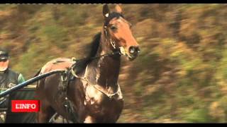 Prix dAmérique  Reportage Timoko  Interview de Richard Westerink  Equidia Live [upl. by Earehc]