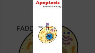 The Extrinsic Pathway of Apoptosis celldeath animation [upl. by Yrgoerg]