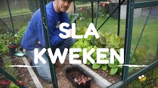 Sla kweken van zaaien tot oogsten [upl. by Jeffy582]