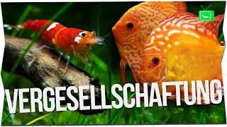 GARNELEN MIT FISCHEN UND KREBSEN ZUSAMMENHALTEN  Fische oder Garnelen in einem Aquarium GarnelenTv [upl. by Ahsiatal]