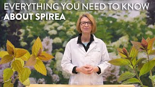 Everything You Need to Know About Spirea [upl. by Ninahs]