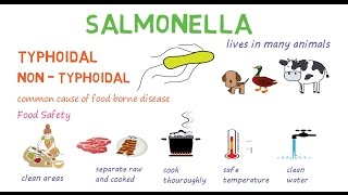 Salmonella  a quick introduction and overview [upl. by Lyrpa]