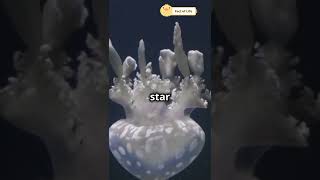 Jelly Fish अमर है पर कैसे Factoflifew6n [upl. by Onivla]