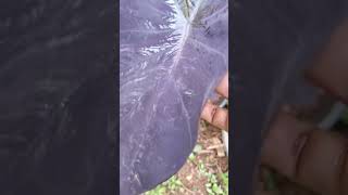 Caladium Plant Care Tips gardening shortsfeed gardening [upl. by Udall185]