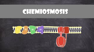 Chemiosmosis  Biochemistry [upl. by Nesyla]