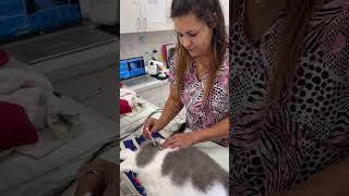 Administer Intramuscular Injection to Feline [upl. by Amjan]