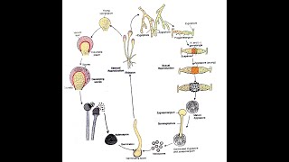 Rhizopus Life cycle [upl. by Wieche]