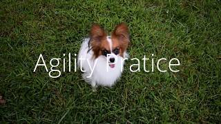 Percy the Papillon Dog Agility Practice [upl. by Airamat]