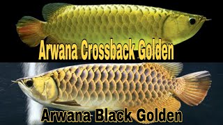 Ikan Arwana Malaysia  Black Golden arowana x Crossback Golden arowana [upl. by Ordnasela]