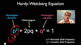 Solving Hardy Weinberg Problems [upl. by Faxun879]