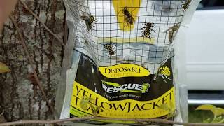 Yellow jacket queens trapped and killed in spring [upl. by Nochur]