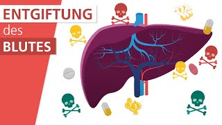 Wie funktioniert die Leber  Stiftung Gesundheitswissen [upl. by Durrej135]