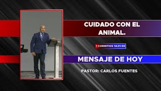 TEMA CUIDADO CON EL ANIMAL [upl. by Uball]