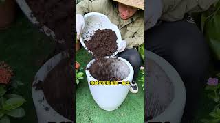 大型绿植换盆，要做好这3层，手把手教你换盆养花花卉绿植盆栽换盆 [upl. by Siletotsira921]