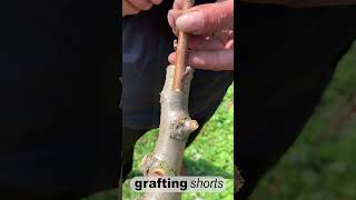 Simple grafting fruit tree l grafting shorts [upl. by Meluhs]