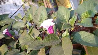 6quot hight Datura tree metal datura black Datura ayurvedic plants [upl. by Else]