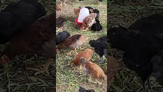 Kadaknath free range Poultry [upl. by Vernice119]