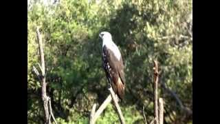 afrikanischer Weißkopfseeadler  Namibia [upl. by Scales]