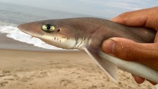 Shark snorkeling Yasawas Fiji [upl. by Efar]