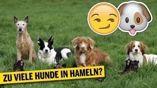 Gibt es zu viele Hunde in Hameln  DEWEZET NEWSROOM 110417 [upl. by Attesoj170]